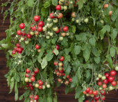 Cherrytomat 'Gartenperle'