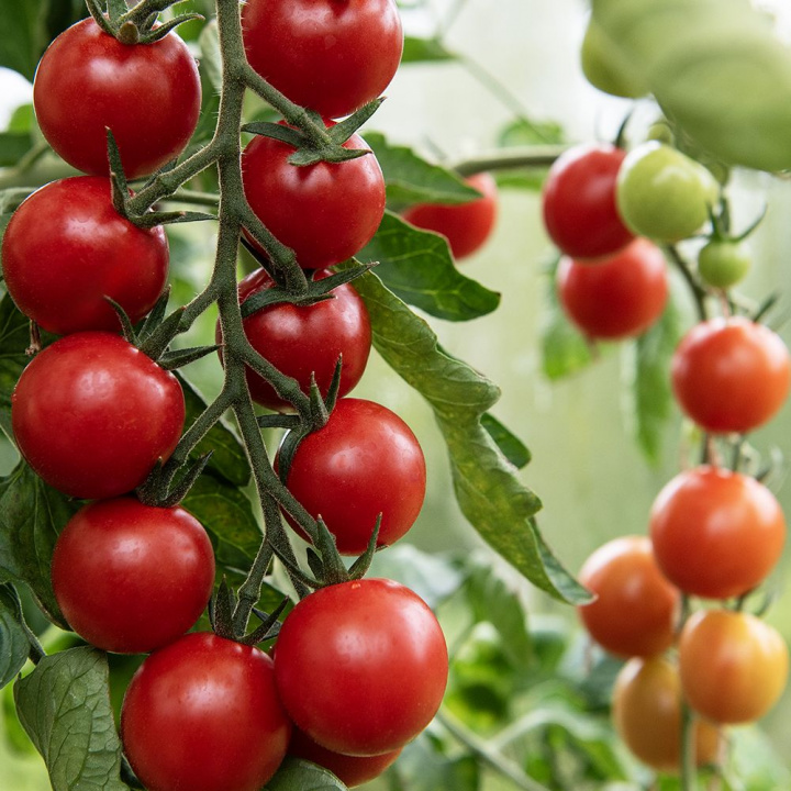 Cherrytomat F1 'Consuelo', klaser af 25-30 højrøde, ensartet runde, større cherrytomater på ca. 20 gram.