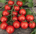 Cherrytomat F1 'Consuelo', klaser af 25-30 højrøde, ensartet runde, større cherrytomater på ca. 20 gram.
