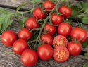 Cherrytomat F1 'Consuelo', klaser af 25-30 højrøde, ensartet runde, større cherrytomater på ca. 20 gram.