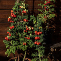 Blommetomat 'Patio Plum', busktomat med søjleformet vækst, hvor planterne kun bliver omkring 20 cm brede.