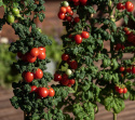 Blommetomat 'Patio Plum', busktomat med søjleformet vækst, hvor planterne kun bliver omkring 20 cm brede.