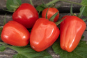 Cherrytomat F1 'Beata Sweet', Lange, rigtbærende klaser med glinsenden røde, jordbærlignende tomater.