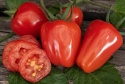 Cherrytomat F1 'Beata Sweet', Lange, rigtbærende klaser med glinsenden røde, jordbærlignende tomater.