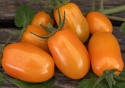 Blommetomat F1 'Kajsa Sweet', Lange, rigtbærende klaser med smukt skinnende, orangegule tomater.