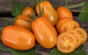 Blommetomat F1 'Kajsa Sweet', Lange, rigtbærende klaser med smukt skinnende, orangegule tomater.