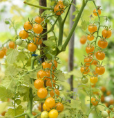 Ribstomat 'Currant Yellow'