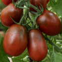 Blommetomat 'Black Plum', blommetomater på ca 50. gram, med grønsort nakke. Saftigt, sødt og mørkerødt, gennemfarvet frugtkød.