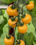 Cherrytomat 'Cereza Amarilla', Usædvanlig cherrytomat med kartoffel-lignende blade. Vidunderlig snacktomat,