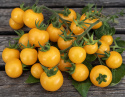 Cherrytomat 'Cereza Amarilla', Usædvanlig cherrytomat med kartoffel-lignende blade. Vidunderlig snacktomat,