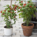 Cherrytomat ''Veranda Red''