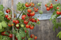 Cherrytomat ''Veranda Red''