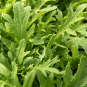Bladsennep 'Golden Streak', sareptasennep, hvis fligede, egeblads-lignende blade har en behagelig, mild pebersmag. 