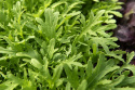 Bladsennep 'Golden Streak', sareptasennep, hvis fligede, egeblads-lignende blade har en behagelig, mild pebersmag. 