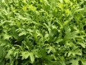 Bladsennep 'Golden Streak', sareptasennep, hvis fligede, egeblads-lignende blade har en behagelig, mild pebersmag. 