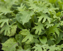 Asiatisk kål ''Asian All Green Mix'', asiatiske kålplanter med sprøde og smagful