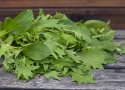 Asiatisk kål ''Asian All Green Mix'', asiatiske kålplanter med sprøde og smagful