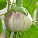 Aubergine ''Rotonda Bianca. Sfumata di Rosa''
