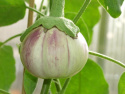 Aubergine ''Rotonda Bianca. Sfumata di Rosa''