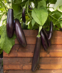 Aubergine ''Violet lunga 3'', Lange, smalle, lilla-sorte frugter med hvidt frugt