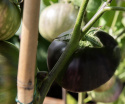 Aubergine 'Laura', Store, runde, skinnende lilla til sorte frugter på omkring 400 gram.
