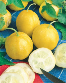 Agurk 'Lemon'