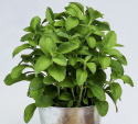 Sød Stevia ''Sweet Herb''