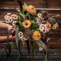 Frøpakke Snitblomster ''''''''Purpur og abrikos'''''''', en vidunderligt fyldig og harmonisk buket.