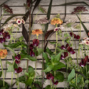 Frøpakke Snitblomster ''''''''Purpur og abrikos'''''''', en vidunderligt fyldig og harmonisk buket.