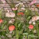 Frøpakke Snitblomster ''''''''Abrikos og rosa''''''''