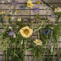 Frøpakke Snitblomster ''''''''Blå og gul