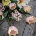 Tulipanmix ''''Drømmende abrikos'''', Blide og varme nuancer af abrikos, gul, rosa og cremefarvet.