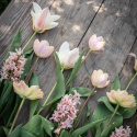 Tulipanmix ''''Drømmende abrikos'''', Blide og varme nuancer af abrikos, gul, rosa og cremefarvet.