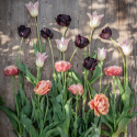 Tulipanmix ''''Natsort kobber''''