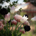 Tulipanmix ''''Natsort kobber''''