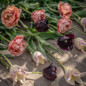 Tulipanmix ''''Natsort kobber''''