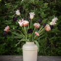 Tulipanmix ''''Natsort kobber''''