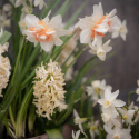 Narcismix ''''Rådyrssikre løg''''